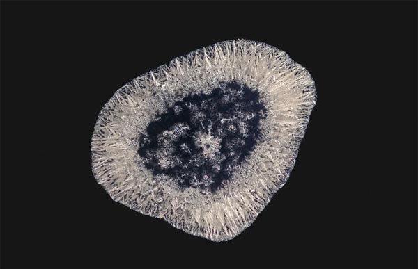 ＃ 顯微鏡下的毒品原來這麼美：荷蘭攝影師 Maurice Mikkers 的 毒品結晶 系列作品 6
