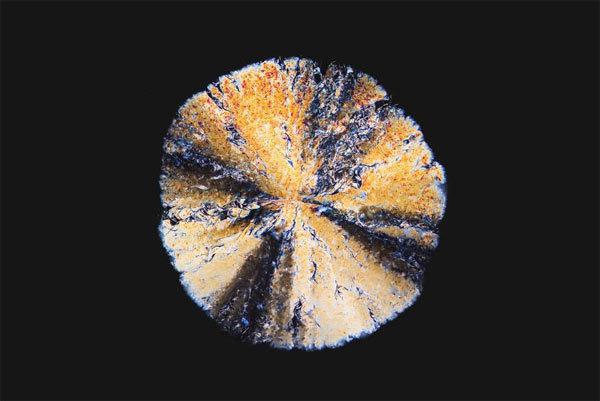 ＃ 顯微鏡下的毒品原來這麼美：荷蘭攝影師 Maurice Mikkers 的 毒品結晶 系列作品 8