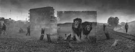＃ 攝影師 Nick Brandt 透過黑白作品告訴你：Inherit The Dust 系列 瀕危動物的哀號