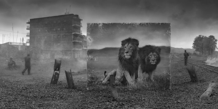 ＃ 攝影師 Nick Brandt 透過黑白作品告訴你：Inherit The Dust 系列 瀕危動物的哀號