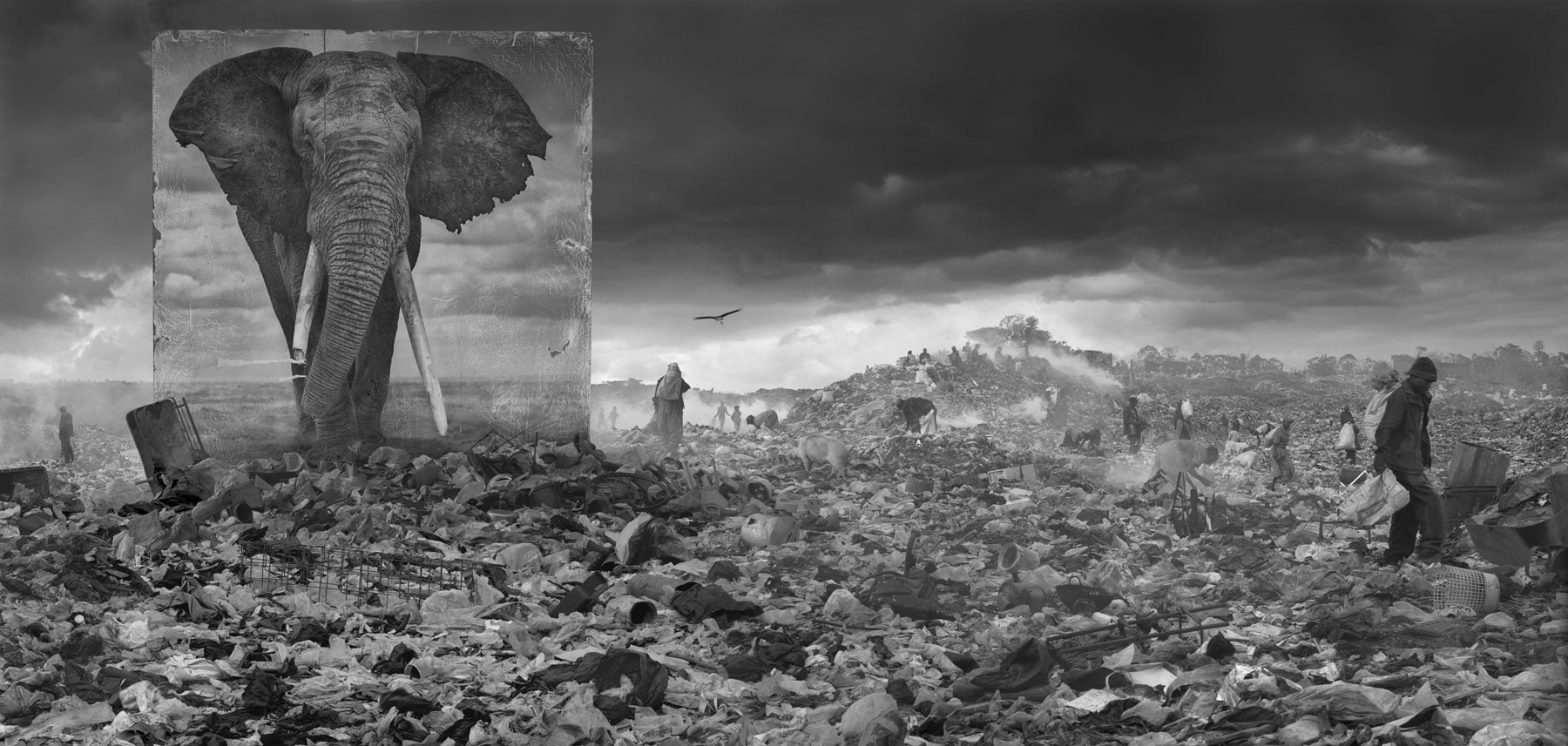 ＃ 攝影師 Nick Brandt 透過黑白作品告訴你：Inherit The Dust 系列 瀕危動物的哀號 1