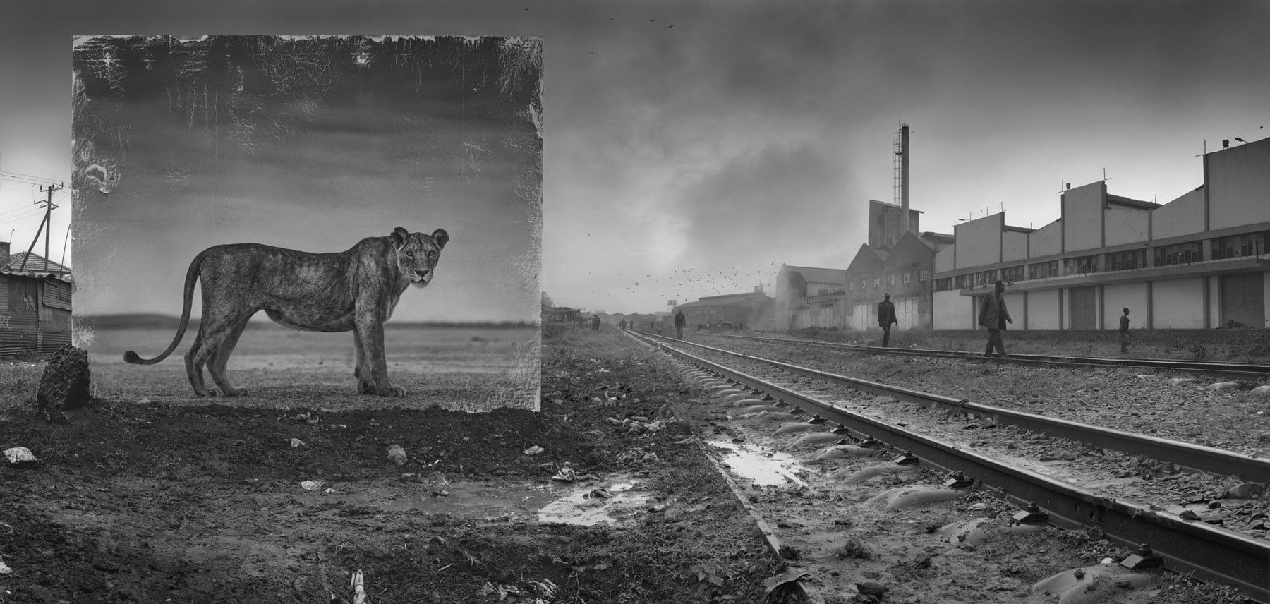 ＃ 攝影師 Nick Brandt 透過黑白作品告訴你：Inherit The Dust 系列 瀕危動物的哀號 16
