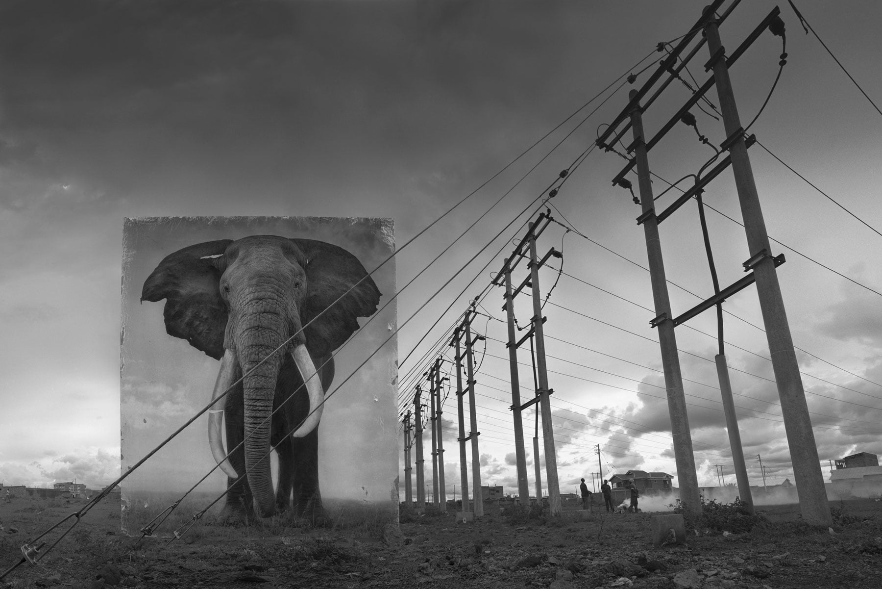 ＃ 攝影師 Nick Brandt 透過黑白作品告訴你：Inherit The Dust 系列 瀕危動物的哀號 15