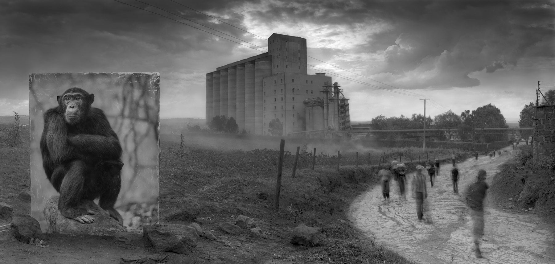 ＃ 攝影師 Nick Brandt 透過黑白作品告訴你：Inherit The Dust 系列 瀕危動物的哀號 14