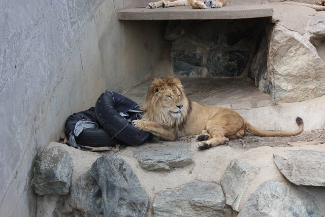 ＃ Zoo Jeans 讓老虎、獅子當設計師：這才是真正的獸爪牛仔褲！ 15
