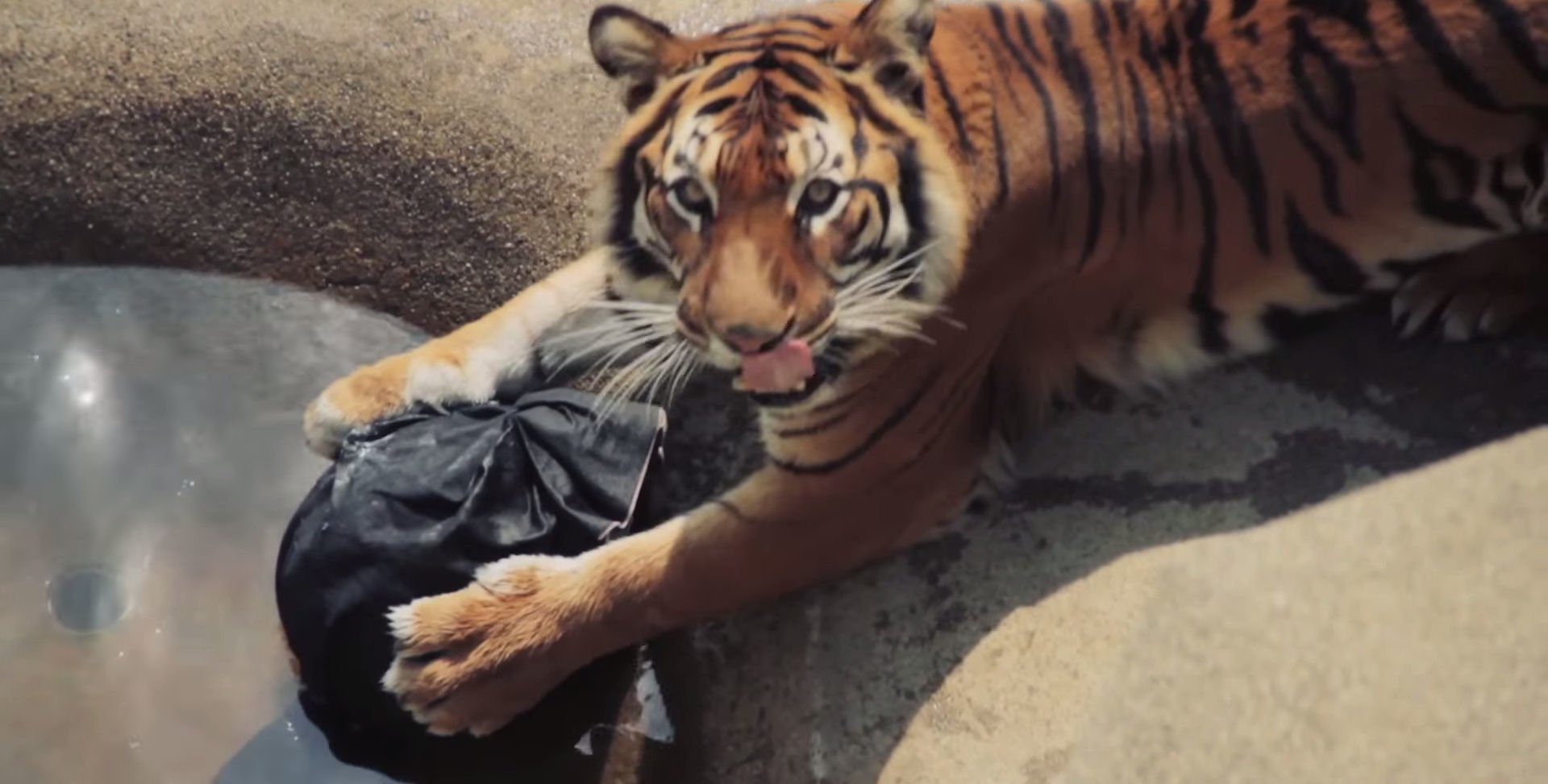 ＃ Zoo Jeans 讓老虎、獅子當設計師：這才是真正的獸爪牛仔褲！ 4