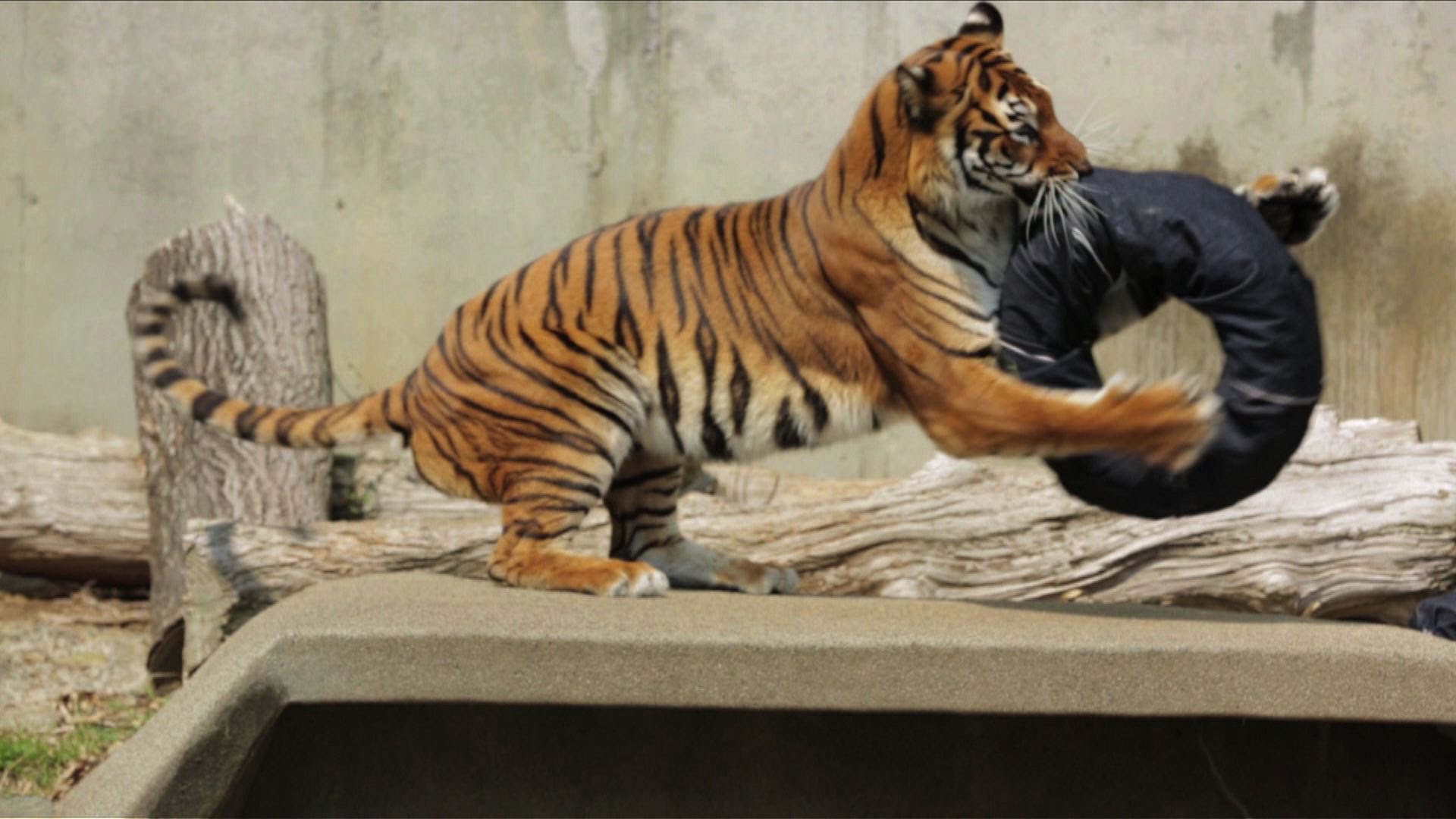 ＃ Zoo Jeans 讓老虎、獅子當設計師：這才是真正的獸爪牛仔褲！ 6