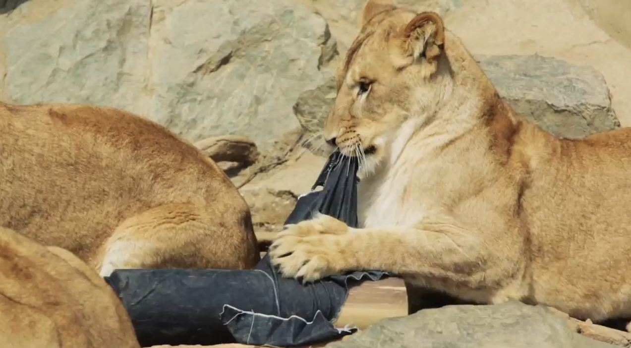 ＃ Zoo Jeans 讓老虎、獅子當設計師：這才是真正的獸爪牛仔褲！ 8