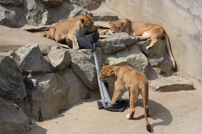 ＃ Zoo Jeans 讓老虎、獅子當設計師：這才是真正的獸爪牛仔褲！ 10