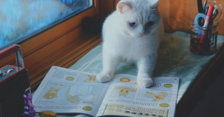 # 報恩前的學習：日本補習機構U-Can「貓的報恩」影片感動百萬人