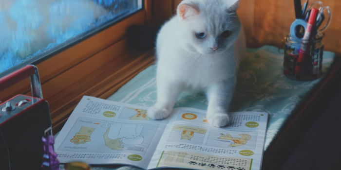 # 報恩前的學習：日本補習機構U-Can「貓的報恩」影片感動百萬人