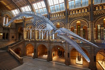 #倫敦的自然歷史博物館重大翻新：藍鯨現身