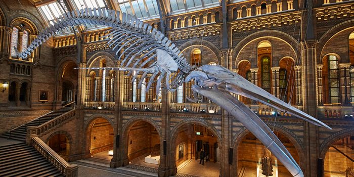 #倫敦的自然歷史博物館重大翻新：藍鯨現身