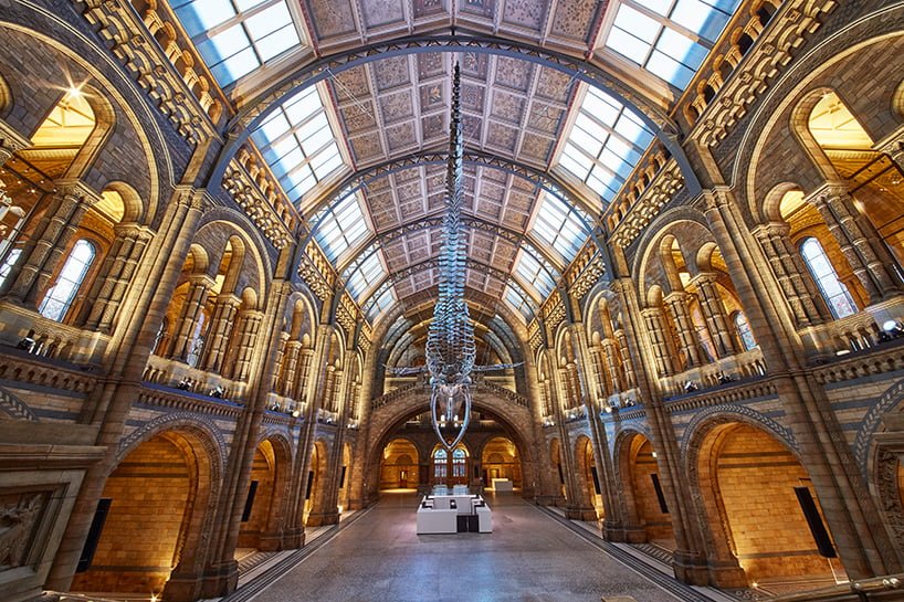 #倫敦的自然歷史博物館重大翻新：藍鯨現身 2