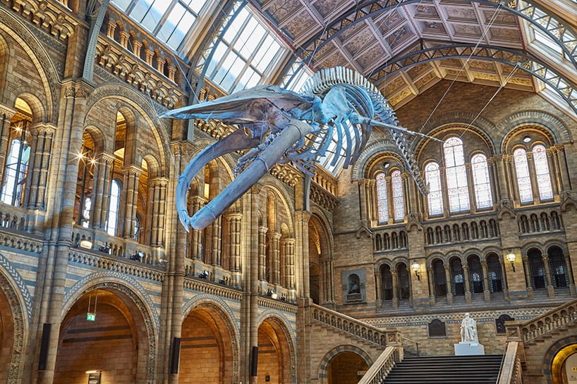 #倫敦的自然歷史博物館重大翻新：藍鯨現身 4
