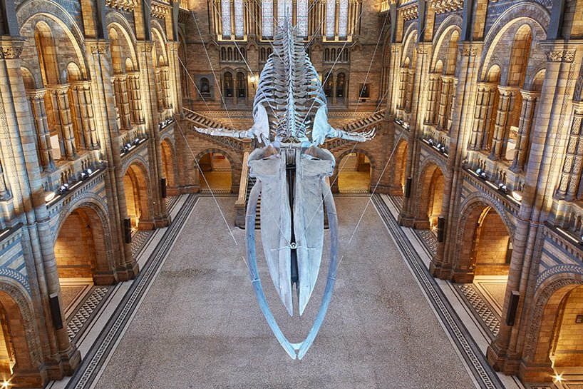#倫敦的自然歷史博物館重大翻新：藍鯨現身 1
