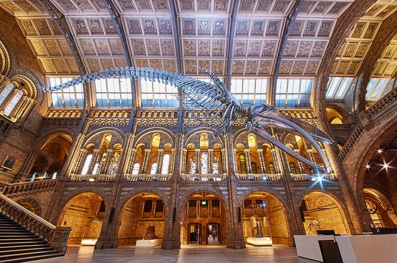 #倫敦的自然歷史博物館重大翻新：藍鯨現身 5