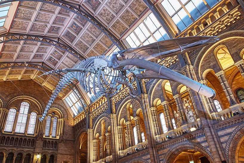 #倫敦的自然歷史博物館重大翻新：藍鯨現身 6