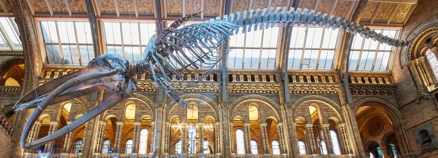 #倫敦的自然歷史博物館重大翻新：藍鯨現身 7
