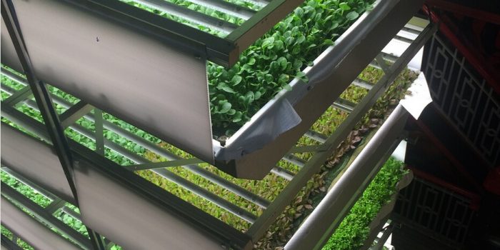 #沒曬過太陽的蔬菜有營養嗎：垂直農場是未來的趨勢