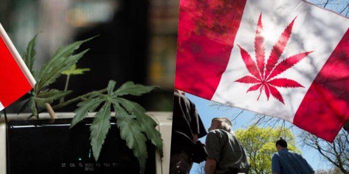 # 世界第二：加拿大大麻合法化，成年民眾即可至商店購買！