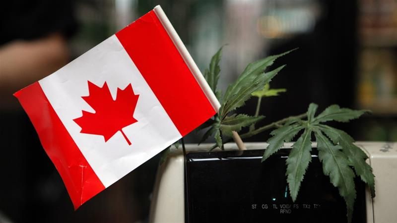 # 世界第二：加拿大大麻合法化，成年民眾即可至商店購買！ 2