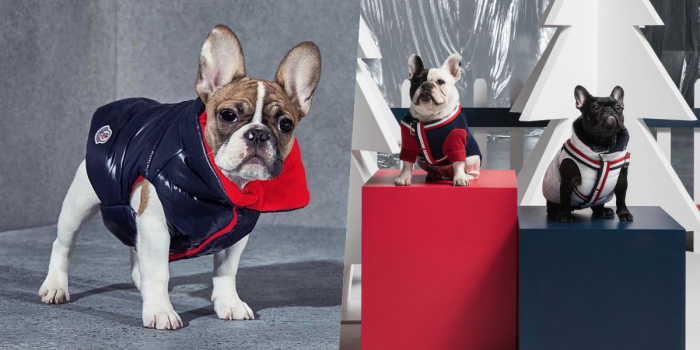 # Moncler × Poldo Dog Couture ：攜手為狗兒打造高級羽絨服