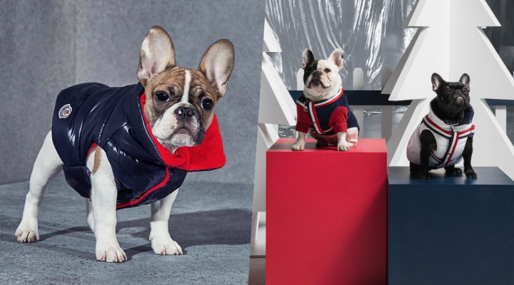 # Moncler × Poldo Dog Couture ：攜手為狗兒打造高級羽絨服