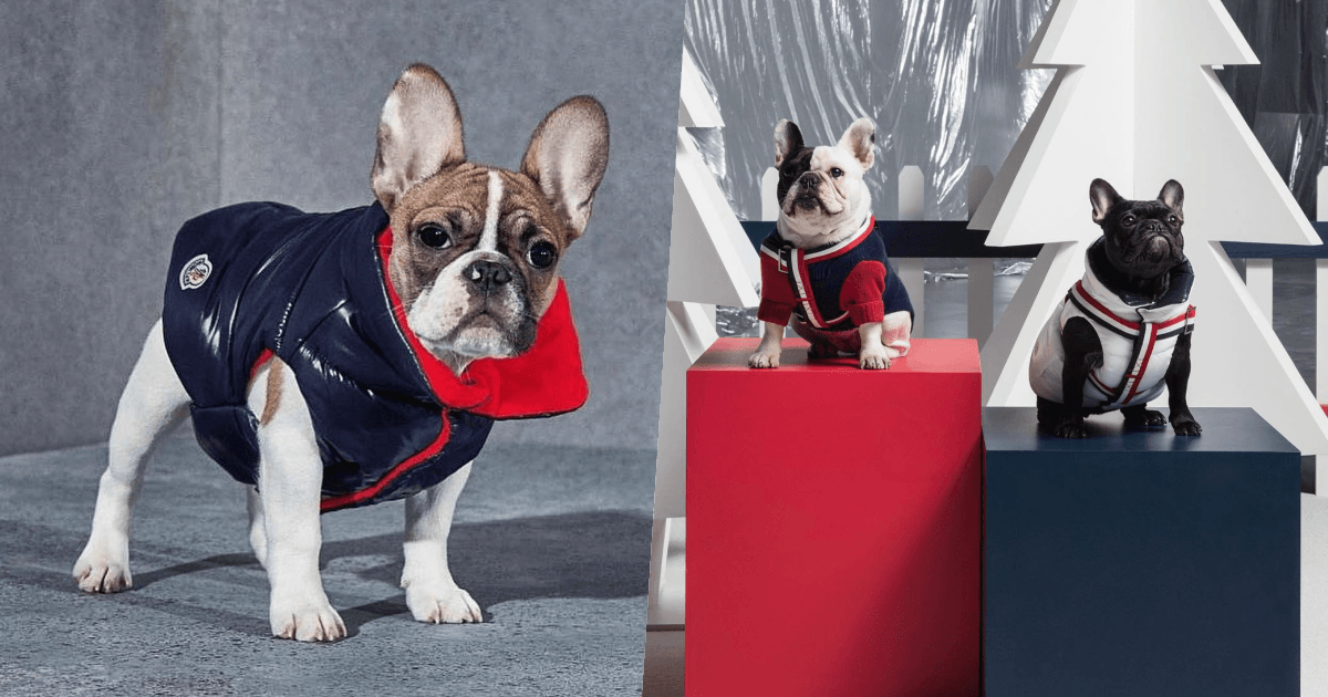# Moncler × Poldo Dog Couture ：攜手為狗兒打造高級羽絨服