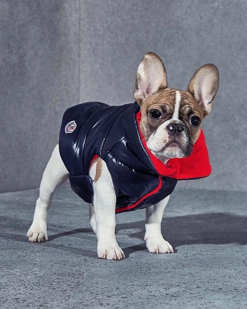 # Moncler × Poldo Dog Couture ：攜手為狗兒打造高級羽絨服 3
