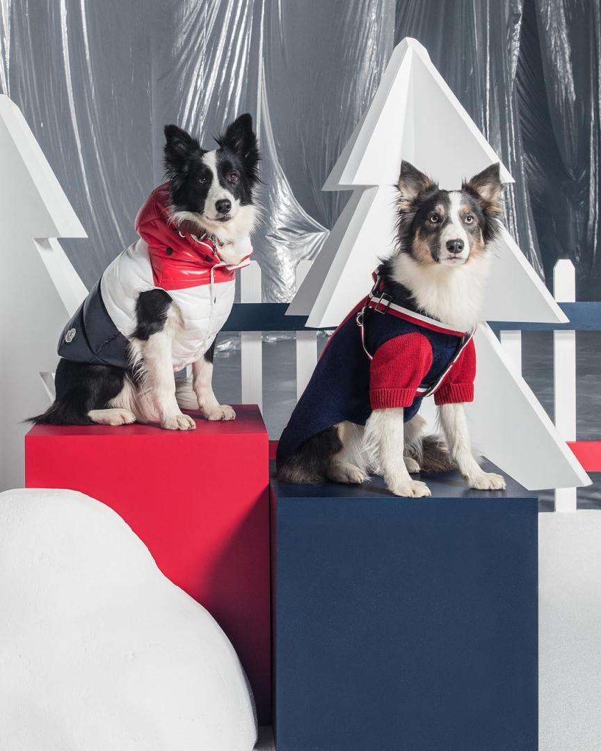 # Moncler × Poldo Dog Couture ：攜手為狗兒打造高級羽絨服 4