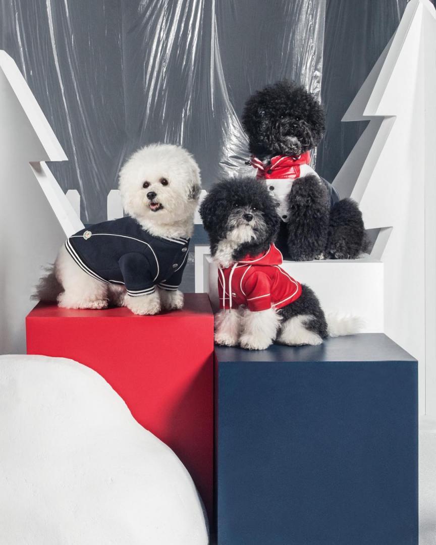 # Moncler × Poldo Dog Couture ：攜手為狗兒打造高級羽絨服 5