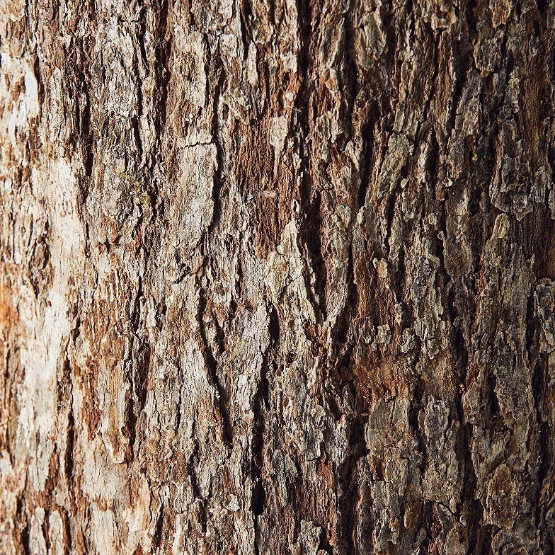 # 不撞香的低調香氛品牌：KITOWA 讓你瞬間置身於日本森林之中 5