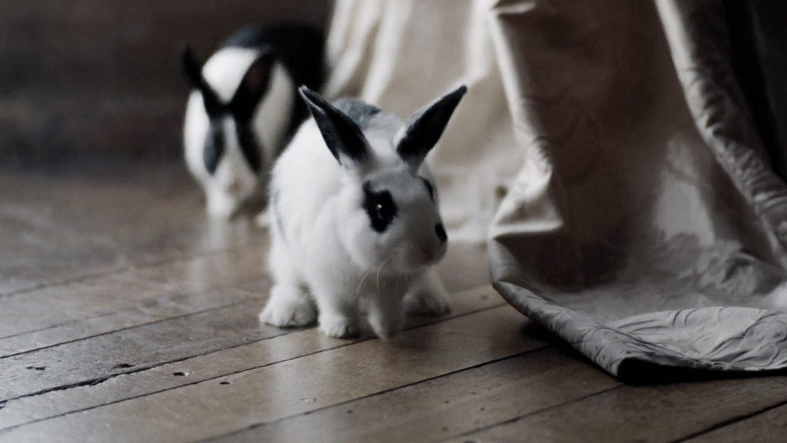 # 最可愛也最可怕的小動物：從《真寵》到《兔嘲男孩》，盤點四部保證讓你看到「兔」的電影！ 1