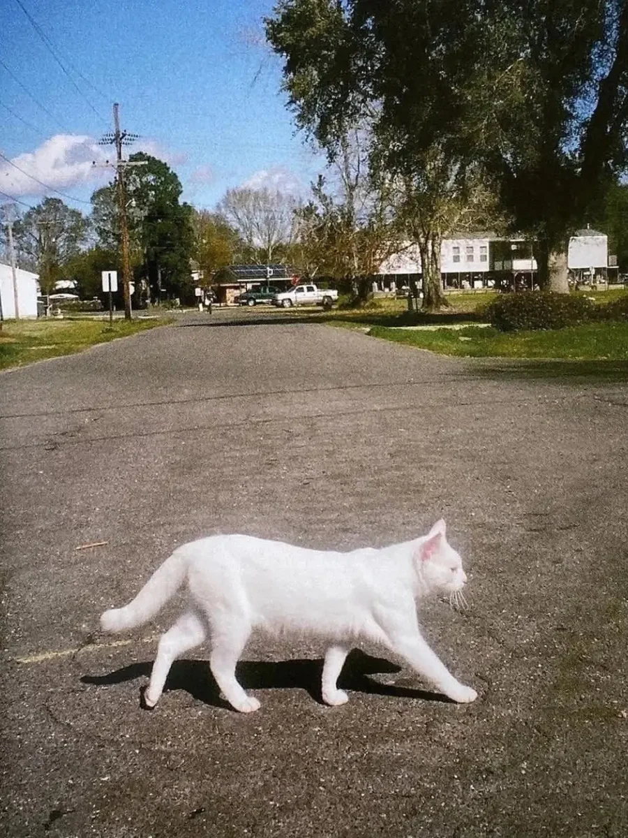 # 一本「有毒關係」的寫真《PTSD》（創傷後壓力症候群）： Julia Fox 早年深入地下次文化的一面 20